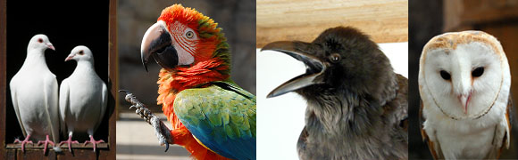 4 image animal banner, two white doves, hybrid macaw, raven, barn owl
