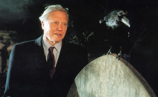 David Attenborough with a raven BBC