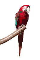 Red and green macaw